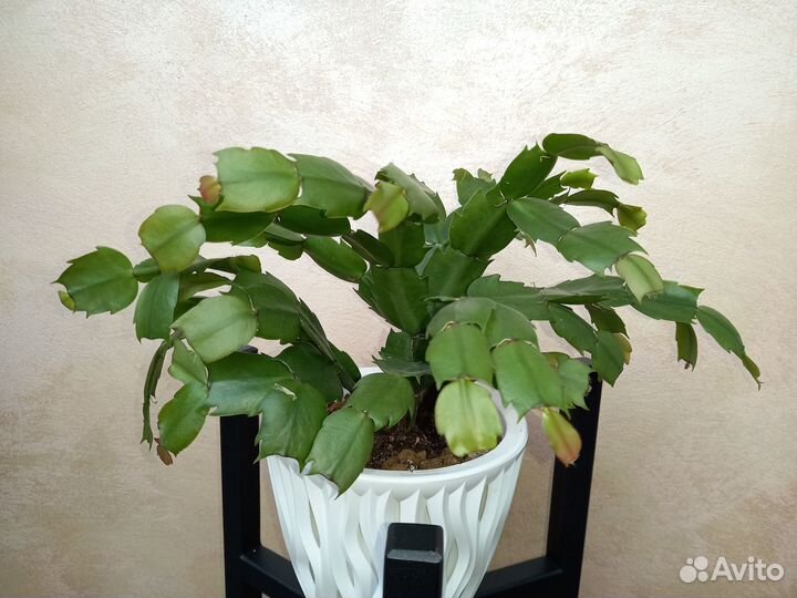 Декабрист (Шлюмбергера)