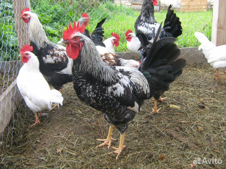 Инкубационное яйцо кур Барковская, Хохлатая и др