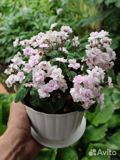 Пеларгонии и фиалки