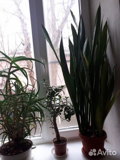 Домашние растения цветы