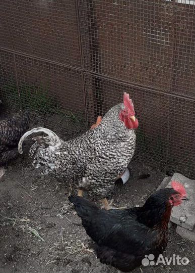 Куры петухи