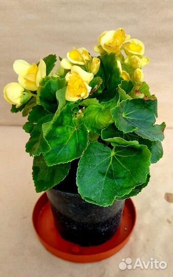 Бегония комнатная Элатиор
