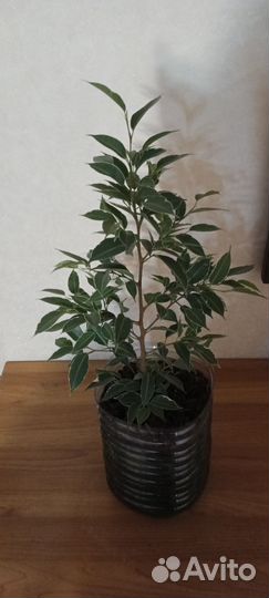 Фикус бенджамина пестролистный