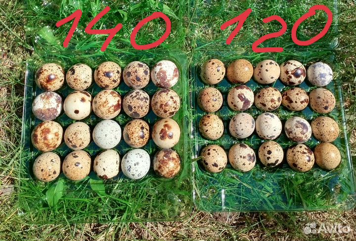 Яйца перепелиные домашние