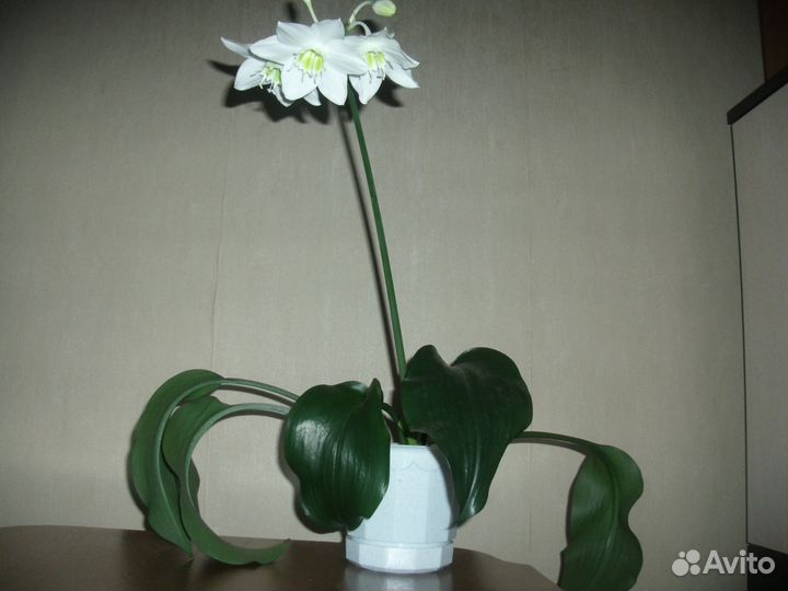 Взрослые цветы в больших горшках