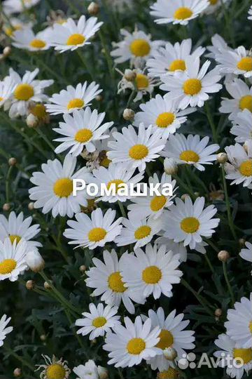 Гладиолус, Ромашка букет