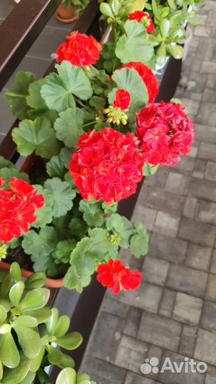 Стильные Комнатные цветы,а так же отростки