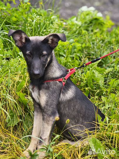 Щенки в дар