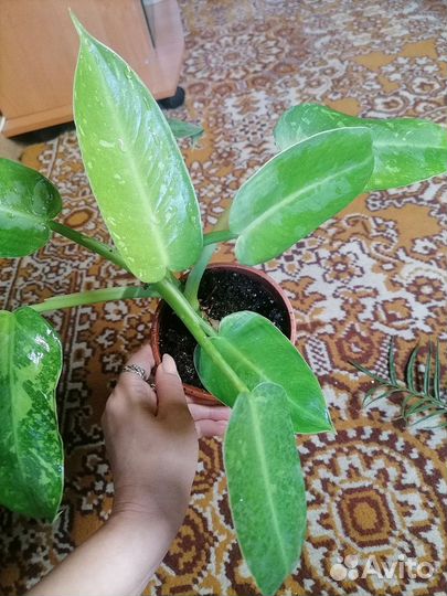 Филодендрон