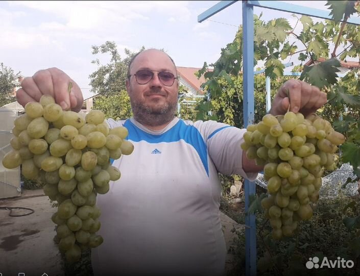 Саженцы винограда