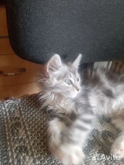 Пушистый котенок в добрые руки