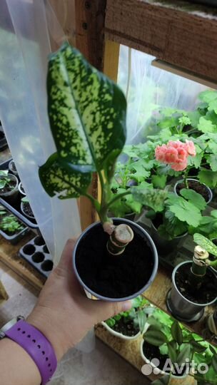 Диффенбахия