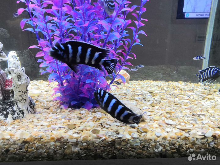 Цихлиды демасони