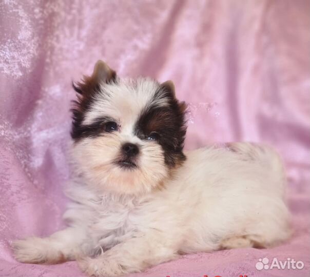 Бивер девочка мини