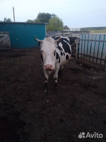 Корова дойная
