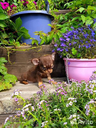 Мини шоколадка