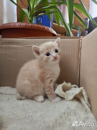 Отдам в добрые руки