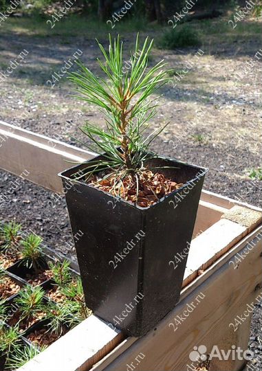 Саженцы кедра от производителя