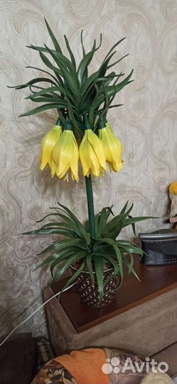 Гиппиаструм