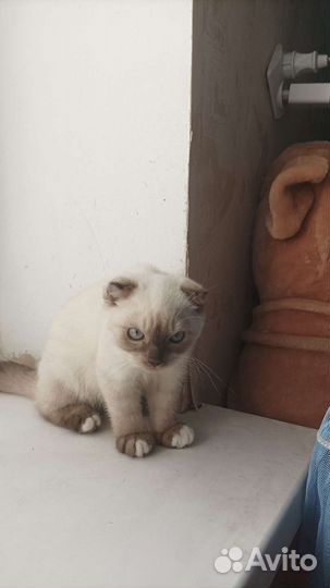 Супер котенок