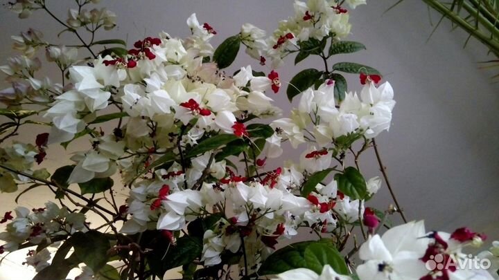 Клеродендрум Томпсона