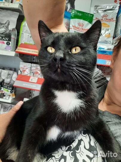 Котик в дар