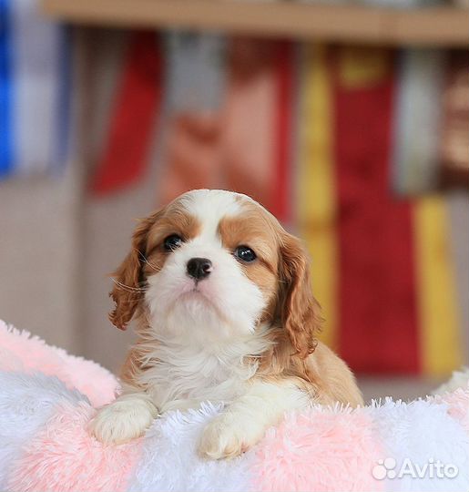 Мальчики и девочки кавалер Кинг чарльз спаниель