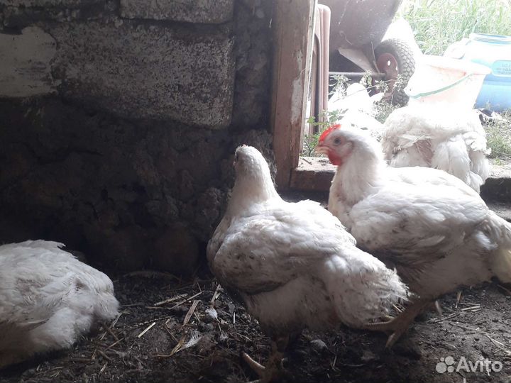 Куры бройлеры