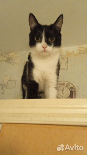 Домашние котята в добрые руки