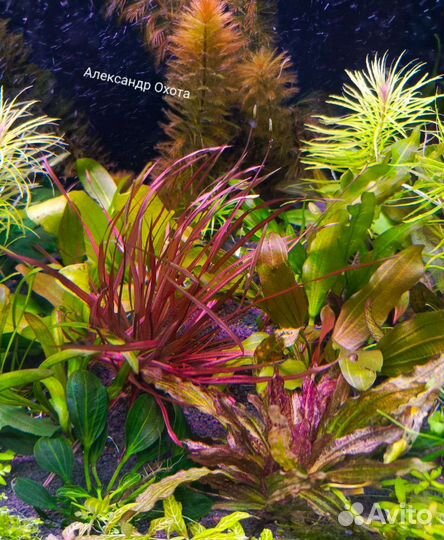 Аквариумные растения