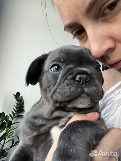 Французский бульдог мальчик
