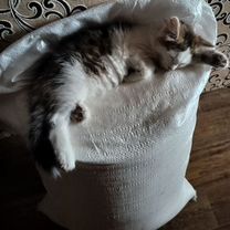 Котенок