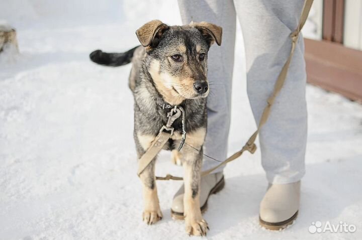 Щенок в дар