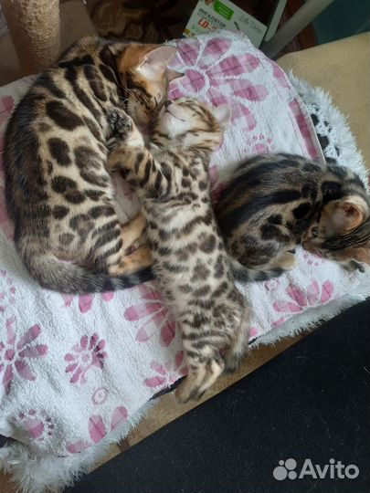 Продаются настоящие леопардики