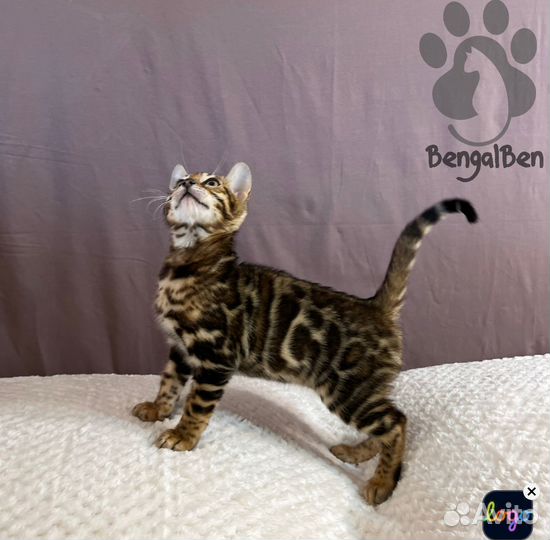 Бенгальская