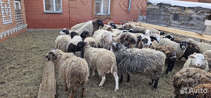 Продам Баранов
