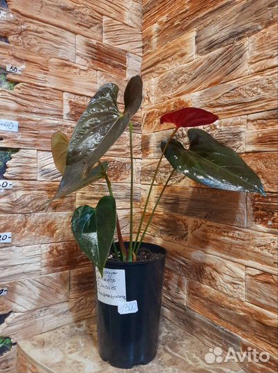 Антуриум деликата джаст перфекционист