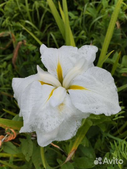 Ирисы японский и сибирские