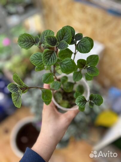 Плектрантус комнатная мята