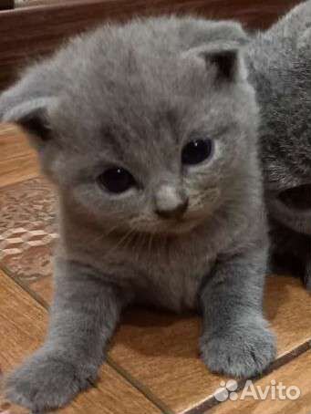 Шотландские котята