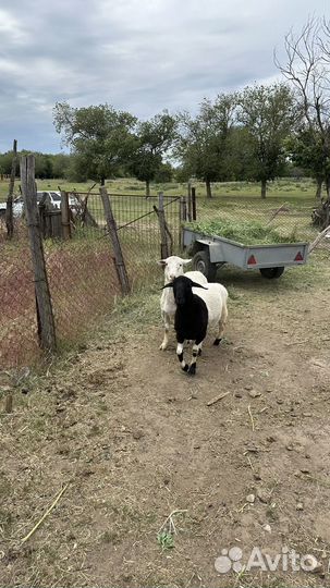 Бараны дорпер