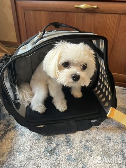 Сумка переноска для маленьких собак