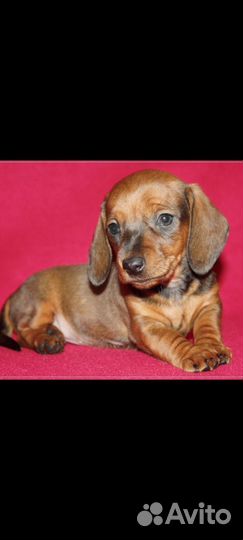 Щенки миниатюрной таксы