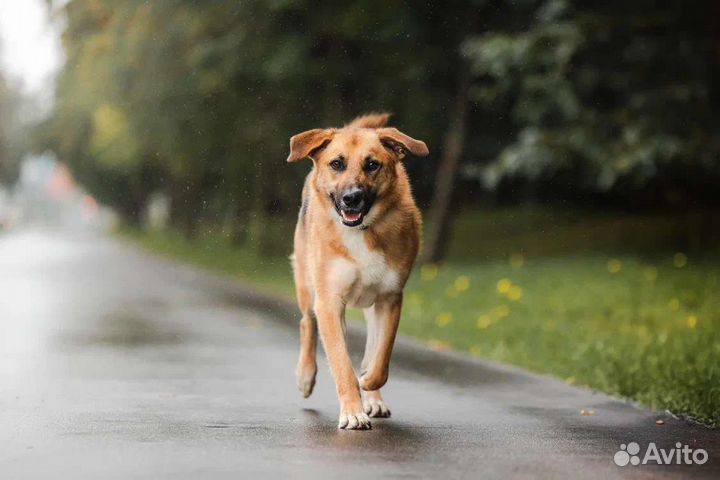 Собака в добрые руки