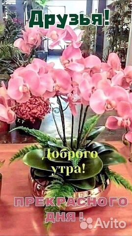 Сиделка