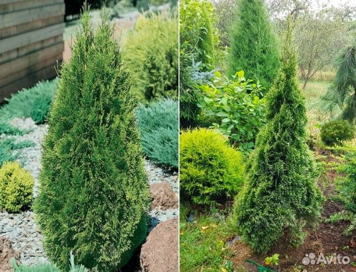 Розмарин, туя западная, смарагд, брабант