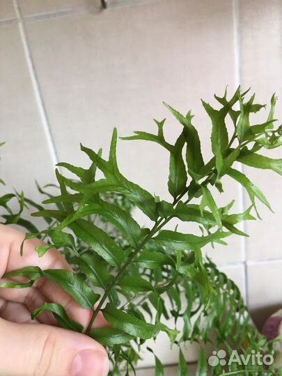 Папоротник 