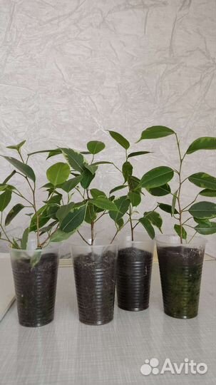 Фикус бенджамина