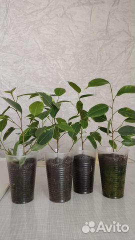 Фикус бенджамина