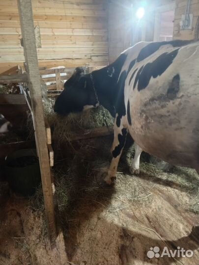 Корова дойная